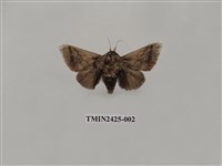 藏品(窄斑褐刺蛾)的圖片